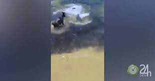 Đàn chó lao xuống biển đùa giỡn với “sát thủ đại dương” đang săn mồi