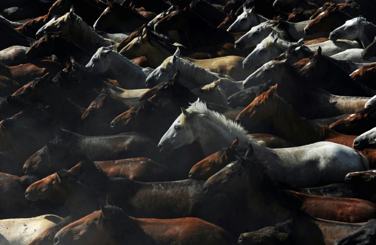 Những đàn ngựa hoang đang mất dần đặc tính di truyền từ nghìn năm trước.