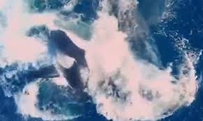 Video: Cuộc chiến đẫm máu giữa đàn cá voi sát thủ và mẹ con cá voi xám