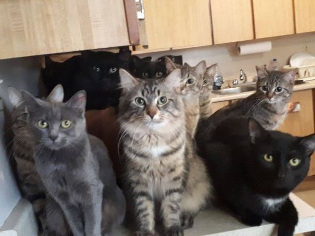 Giải cứu hơn 300 chú mèo bị nhốt trong một căn hộ nhỏ xíu