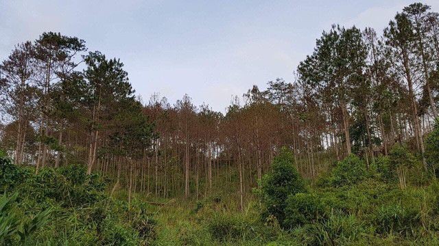 Lâm Đồng: Hơn 10ha rừng thông bị đầu độc, không thể cứu chữa