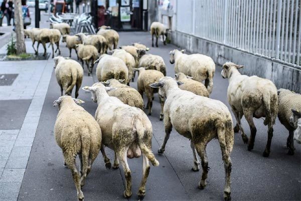 Chuyện lạ có thật: 15 con cừu được xếp vào lớp học chung với người