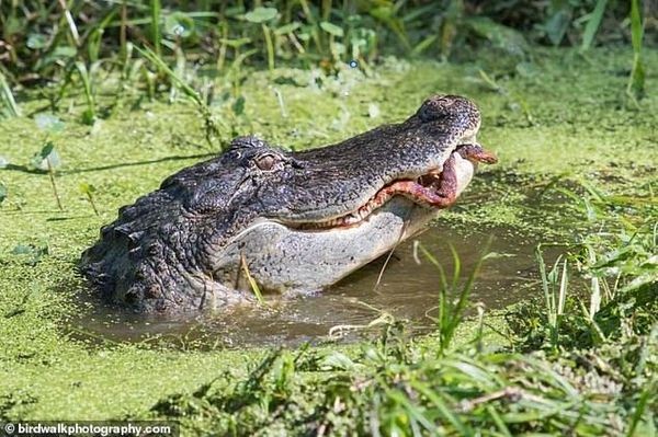 Rắn vùng vẫy thoát khỏi cá sấu đói và cái kết nghẹt thở