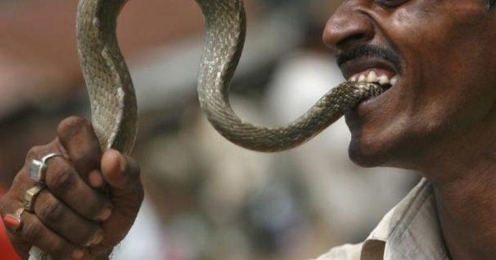 Lão nông Ấn Độ cắn lại rắn độc. Ảnh minh họa