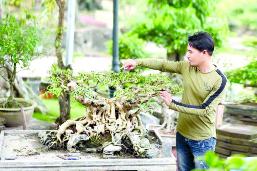Anh Nguyễn Văn Chí đã gắn bó với nghề kinh doanh cây cảnh hơn 20 năm nay