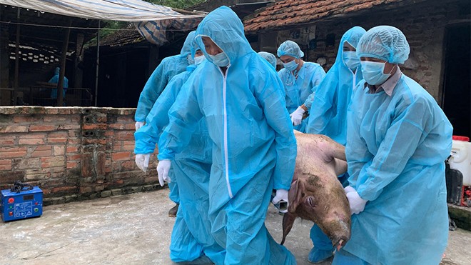 Xử lý lợn nhiễm dịch tả lợn châu Phi tại xã Hoàng Diệu (huyện Chương Mỹ, Hà Nội) trong ngày 10/5. ẢNH HOÀNG PHAN.