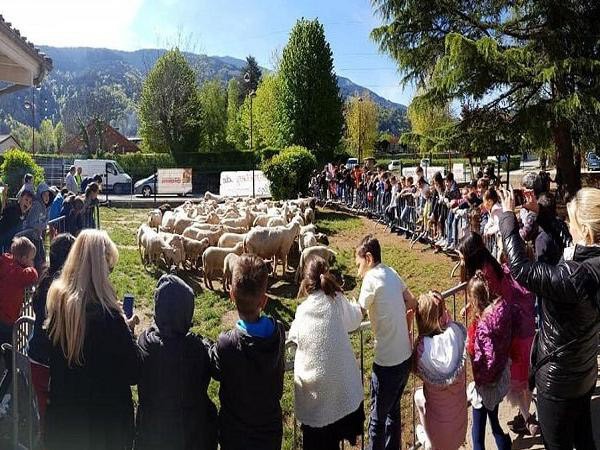 Học sinh thích thú bên đàn cừu trong trường