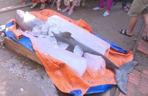 Cá nặng 150 kg ngư dân bắt được ở Cổ Chiên là cá tưởng đã tuyệt chủng 