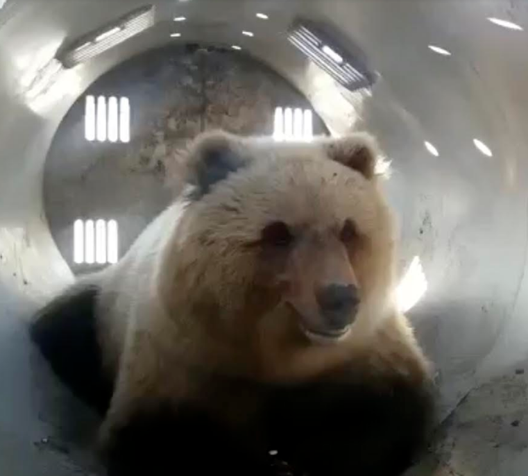 Video: Gấu khổng lồ trộm đồ, xin ăn người đi đường