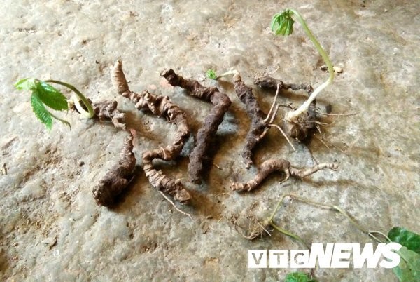 Tuyên Quang: Cả làng vào rừng đào củ đắt như vàng ròng, 300 triệu/kg