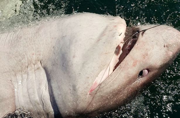Giằng co suốt 90 phút, người phụ nữ khuất phục cá mập “khủng” hơn nửa tấn
