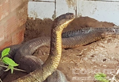 Chuyện ly kỳ về loài rắn khổng lồ ở núi Cấm tỉnh An Giang