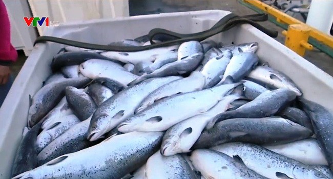 Hàng triệu con cá hồi chết hàng tại Na Uy
