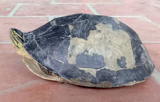Hết rắn và trăn “khủng”, người dân An Giang lại phát hiện rùa lạ hiếm