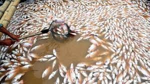 Cá chết trên sông La Ngà