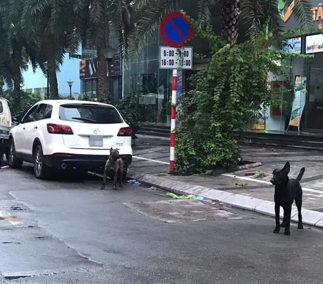 Hà Nội: Phạt chủ nhân đàn chó dữ thả rông 700.000 đồng