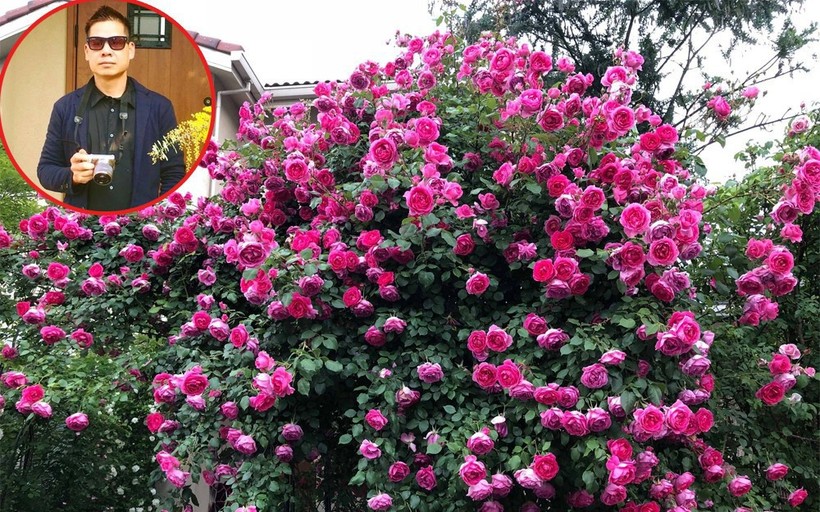 Khu vườn hoa hồng đẹp như cổ tích của người đàn ông Việt ở Nhật