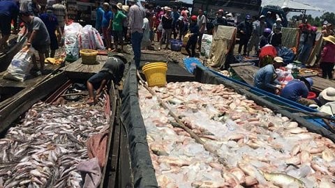 Cả nghìn tấn cá chết trắng trên sông La Ngà.

