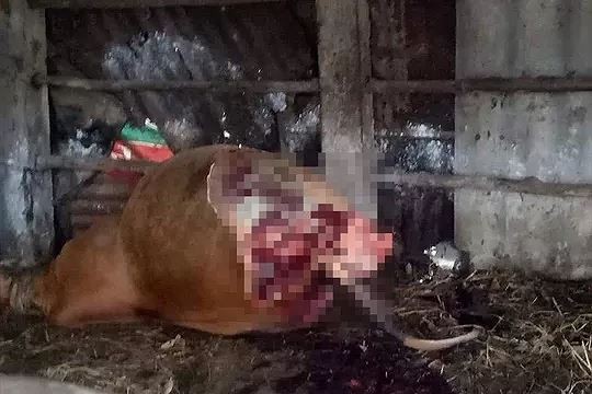 Hy hữu trộm xẻ thịt hai đùi sau bò đang mang thai ở Quảng Bình