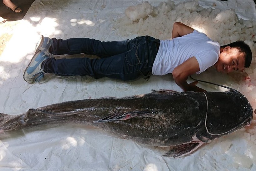 Câu được cá lăng nặng 1 tạ khoảng hơn 50 tuổi trên sông Serepok