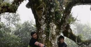 Phát lộ rừng chè cổ thụ, có cây 2 người ôm không xuể ở Yên Bái
