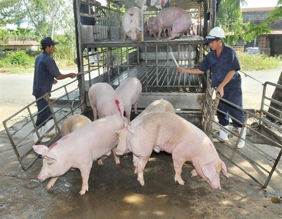 TP. Hồ Chí Minh khẩn cấp ứng phó với dịch tả lợn châu Phi
