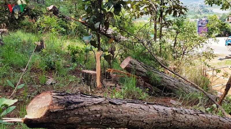Lâm Đồng xử lý trách nhiệm người đứng đầu khi để xảy ra phá rừng