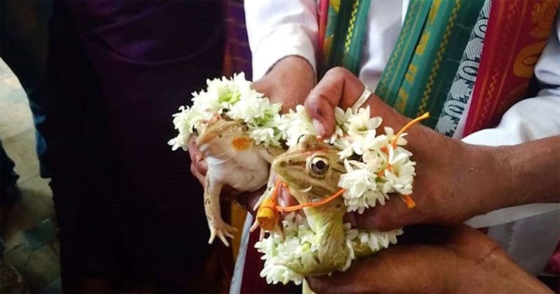 Ấn Độ: Bắt ếch cưới nhau để cầu mưa