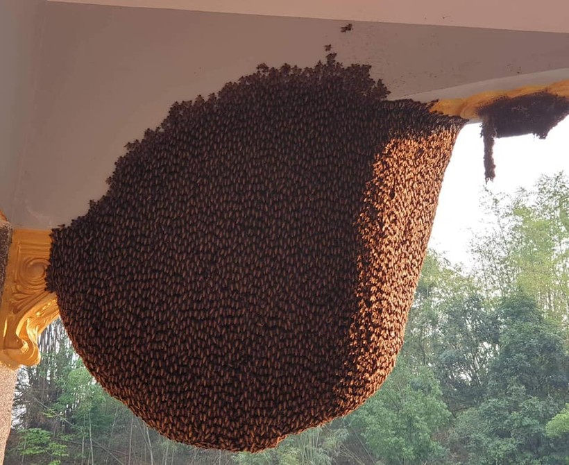 Điện Biên: Ngôi nhà 8 năm liền ong mật lũ lượt kéo về làm tổ