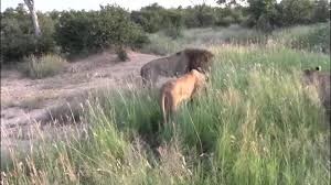 Thấy sư tử đực lại gần con, đàn sư tử cái bao vây dạy cho “bài học“