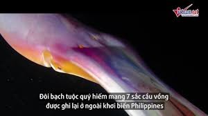 Video: Bạch tuộc khổng lồ biến hình như dải lụa 7 màu giữa biển