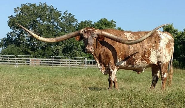 Ấn tượng cặp sừng bò dài nhất thế giới vừa lập kỷ lục Guinness