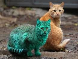 Độc đáo mèo có lông... màu xanh ngọc