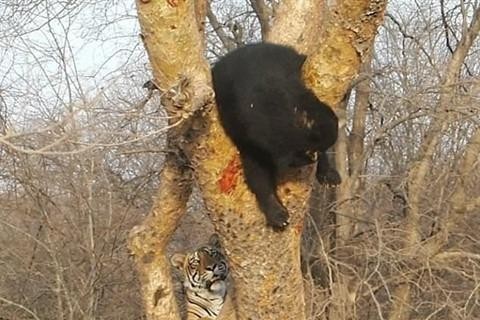 Gầm gừ dọa gấu đen, hổ non nhận cái kết bẽ bàng