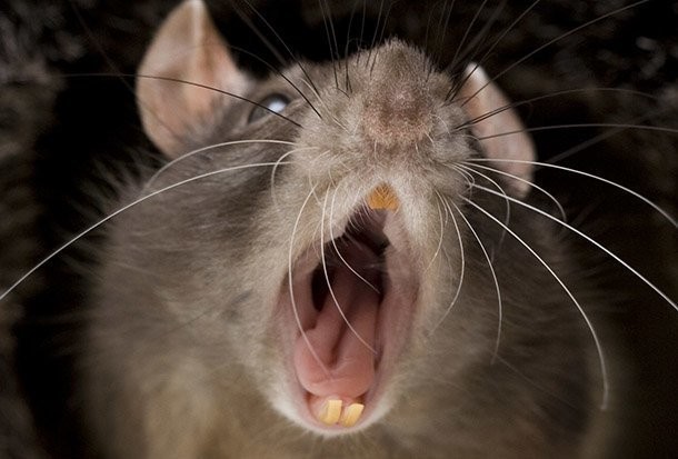 Người phụ nữ xấut số ở Anh tử vong do chuột cảnh cắn.