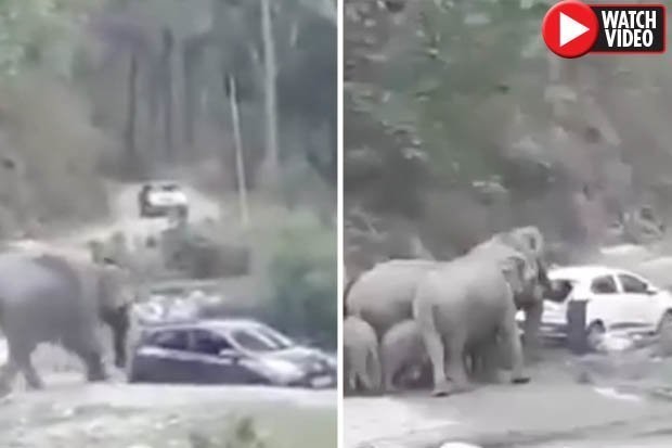 Video: Đàn voi nổi điên, phá phách tất cả những ô tô chắn đường