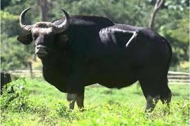Đàn bò tót hoang dã lớn nhất Việt Nam