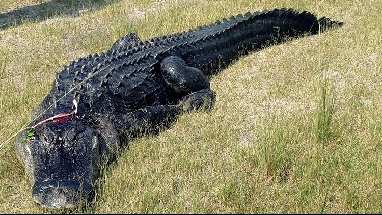 Rụng rời phát hiện chân, tay người trong bụng con cá sấu hơn 200 kg
