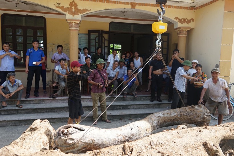 Người dân thôn Phụ Chính chặt hạ hai cây sưa đỏ trong khuôn viên chùa Phụ Chính