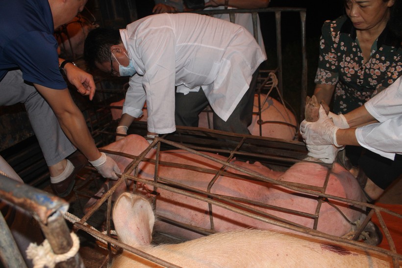 Chi cục Chăn nuôi và Thú y Hà Giang tiến hành lấy mẫu bệnh phẩm để xét nghiệm DTLCP