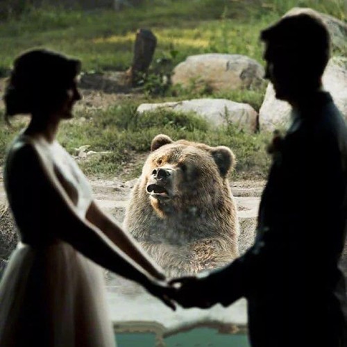 Cảm xúc khó hiểu của chú gấu khi thấy cặp đôi kết hôn