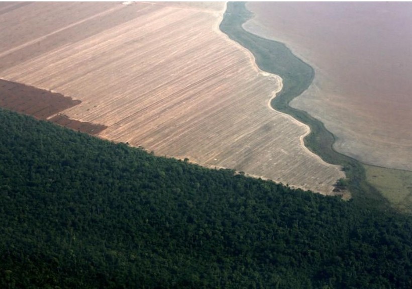 Rừng Amazon bị phá để dành đất trồng đậu nành
