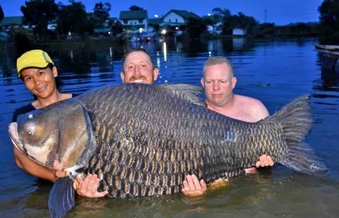 John Harvey (người đứng giữa) chụp ảnh cùng cá chép Xiêm 105 kg
