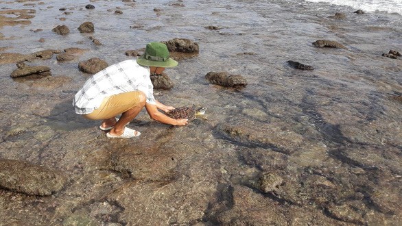 Kiểm lâm Vườn quốc gia Côn Đảo thả rùa về biển - Ảnh: Kiểm lâm cung cấp