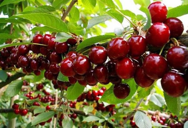 Học cách trồng cherry trong chậu, mỗi ngày thu 300 quả