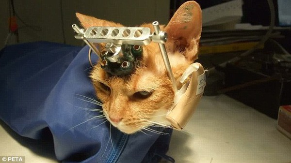 Xôn xao hình ảnh con mèo minh chứng cho sự tàn nhẫn của khoa học