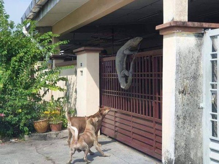 Sự xuất hiện của con kỳ đà to lớn khiến hai chú chó nhà hàng xóm “đứng ngồi không yên”.