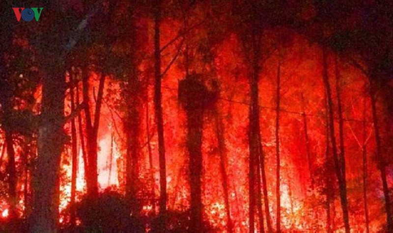 Cháy rừng thông hơn 30 năm tuổi gần lăng vua Khải Định tại Huế