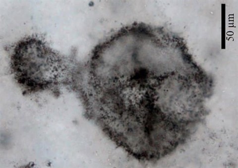 Hoá thạch vi khuẩn 2,5 tỷ tuổi, hé lộ nhiều bí ẩn