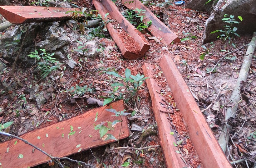 Phần gỗ không có giá trị được lâm tặc bỏ lại giữa rừng thuộc vùng lõi Vườn quốc gia Phong Nha - Kẻ Bàng